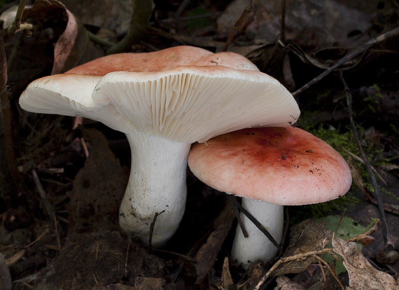 Russula persicina